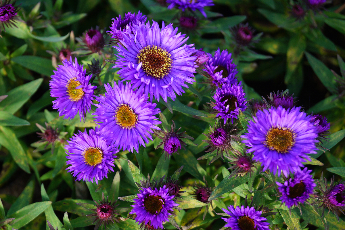 Aster novae-angliae 'Purple Dome' - Rauhblattaster