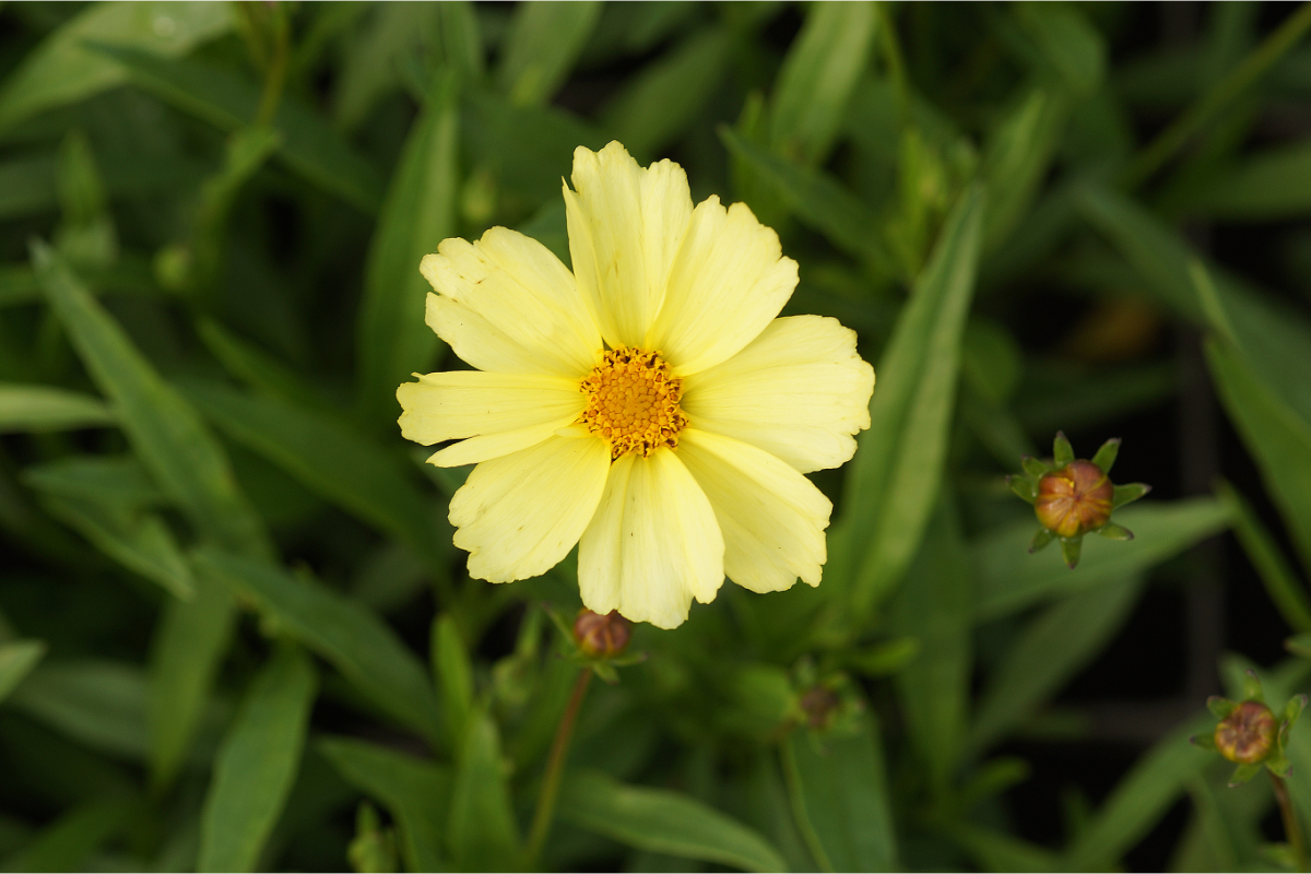 Coreopsis 'Full Moon' (R) - Mädchenauge