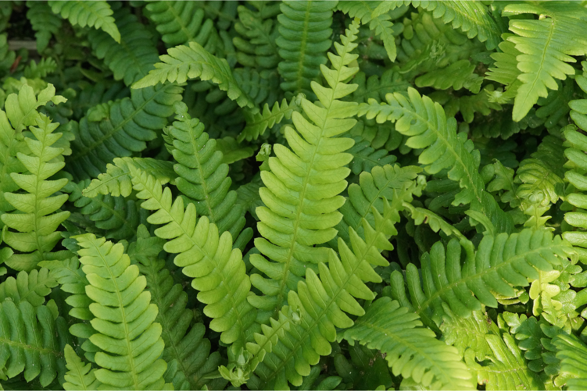 Blechnum spicant gen. - Rippenfarn