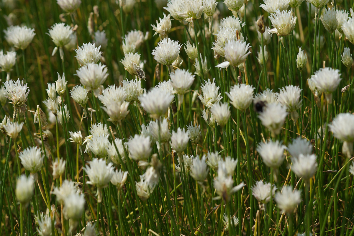 Allium schoenoprasum 'Corsican White' - Zierschnittlauch