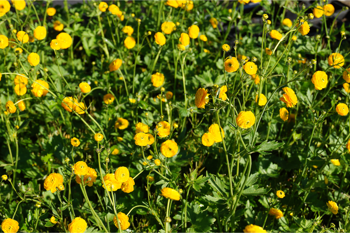 Ranunculus acris 'Multiplex'