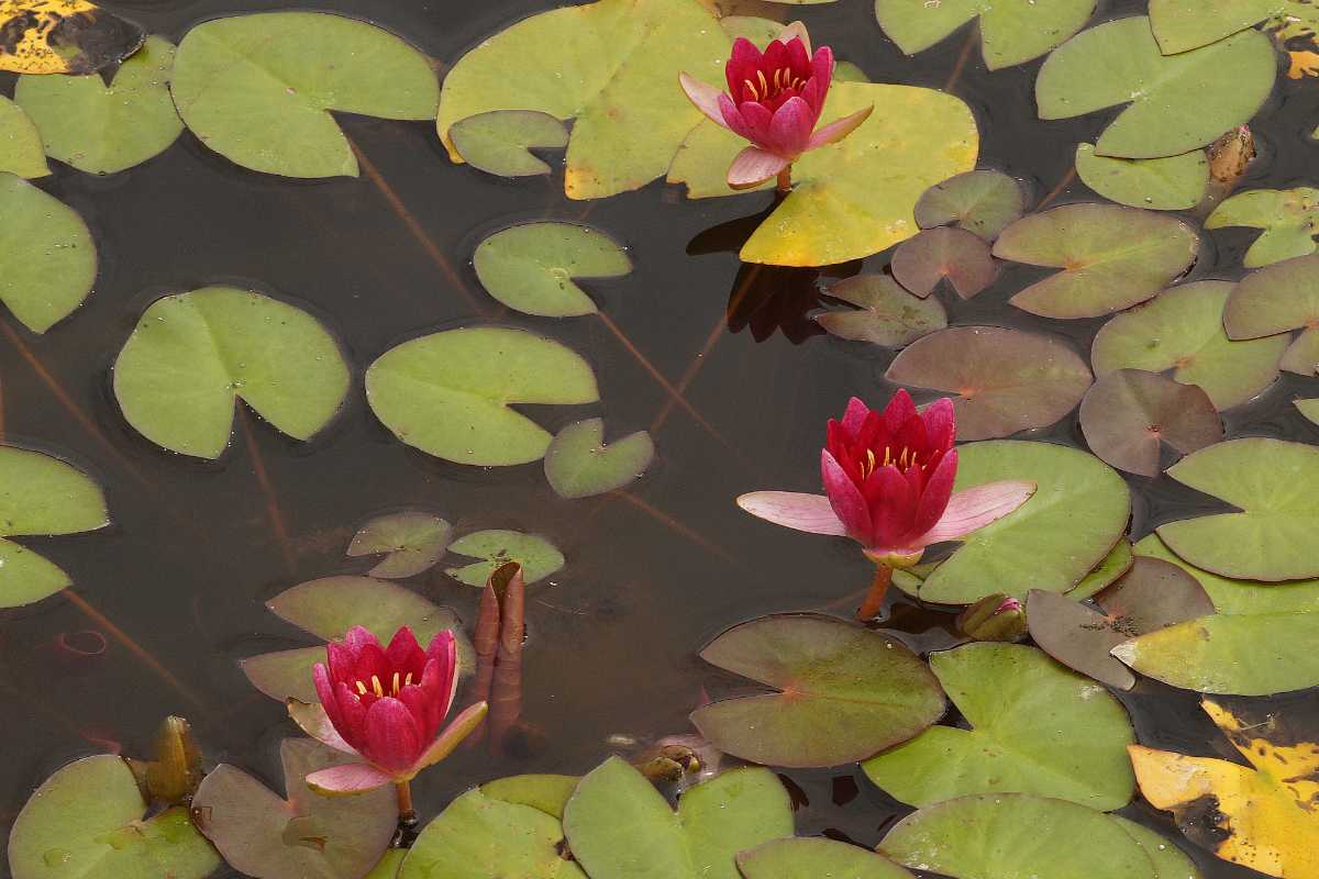 Nymphaea Hybride 'Laydekeri Purpurata' - Seerose