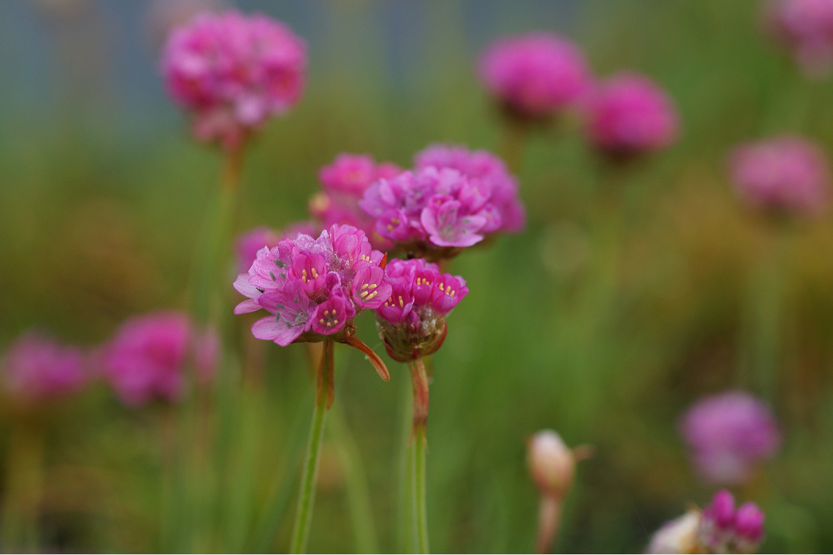 Armeria maritima 'Splendens' - Strand-Grasnelke