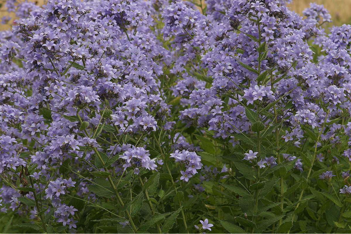 Campanula lactiflora 'Prichard'