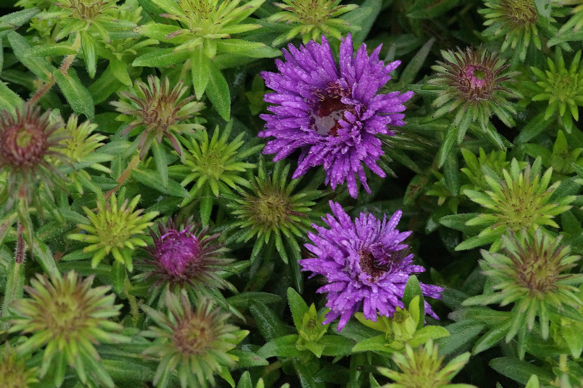 Aster novae-angliae 'Purple Dome'