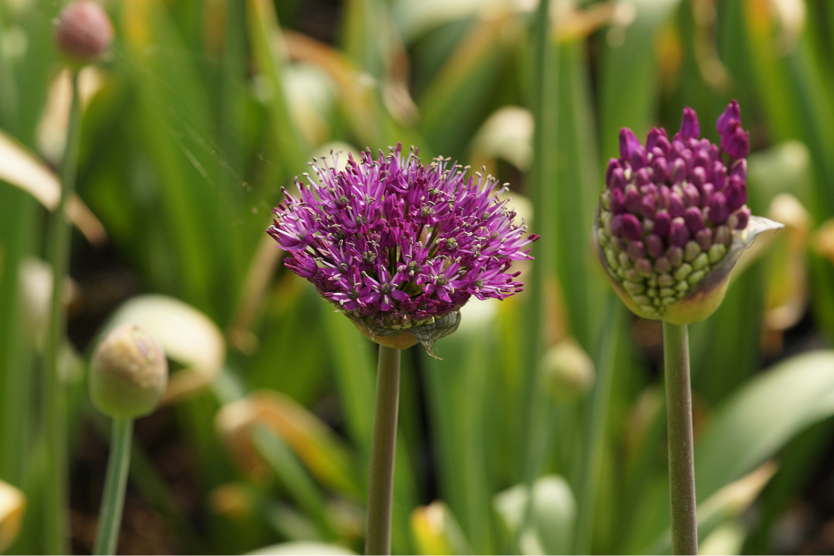 Allium aflatuense 'Purple Sensation'
