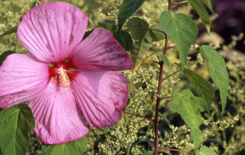 Hibiscus moscheutus - Sumpfeibisch