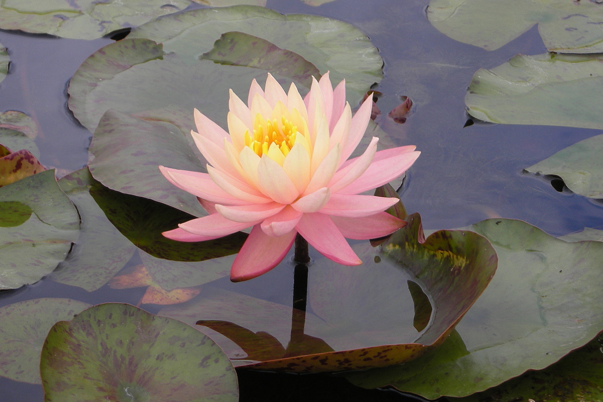 Nymphaea Hybride 'Sunny Pink'
