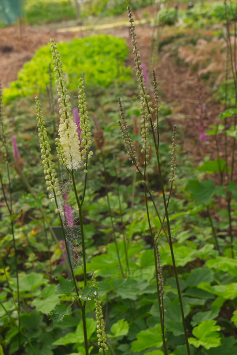 Cimicifuga (Actaea) racemosa var. cordifolia