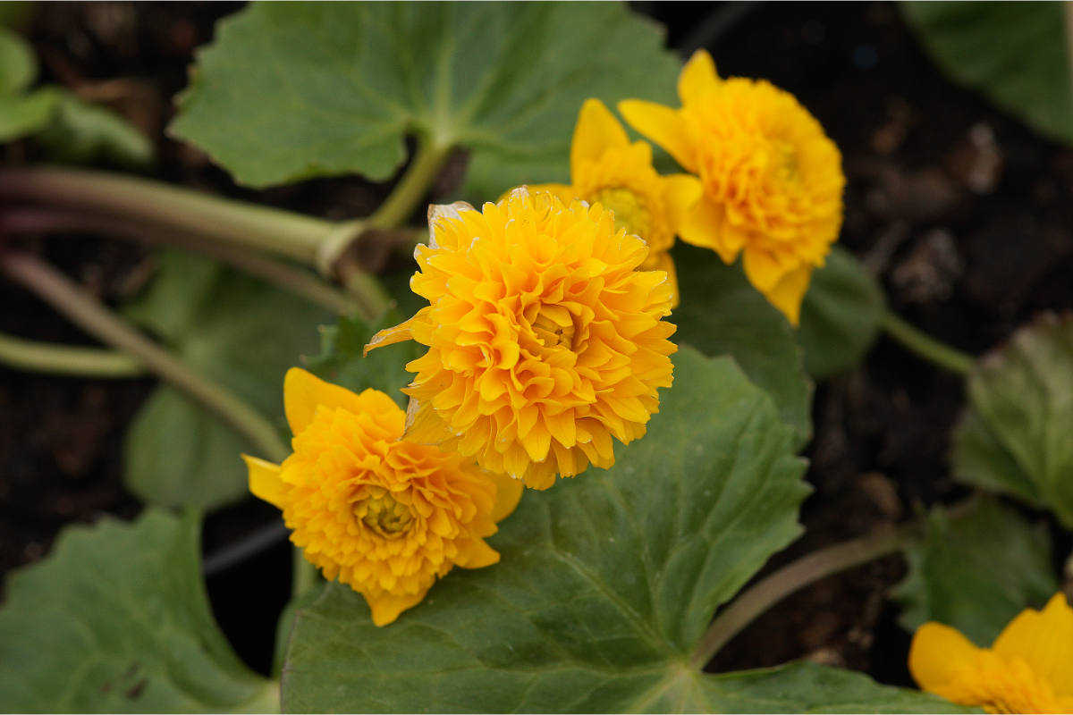 Caltha palustris 'Multiplex'('Plena') - Sumpfdotterblume