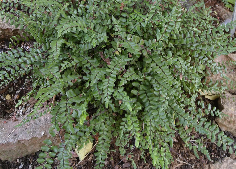 Asplenium trichomanes gen.