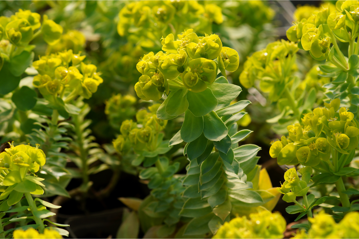 Euphorbia myrsinites - Walzenwolfsmilch