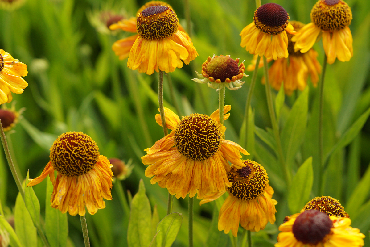 Helenium Hybride 'Wyndley'