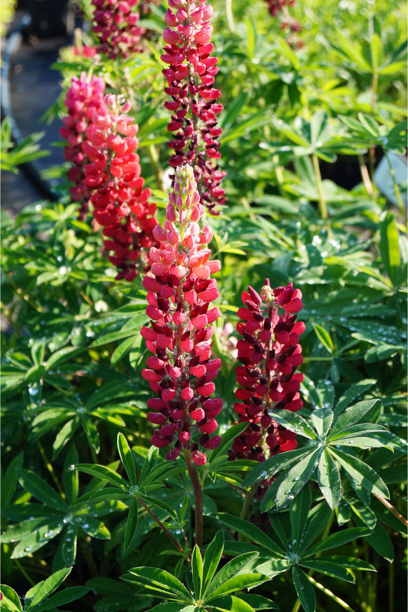 Lupinus Polyphyllus-Hybr. 'Mein Schloß'