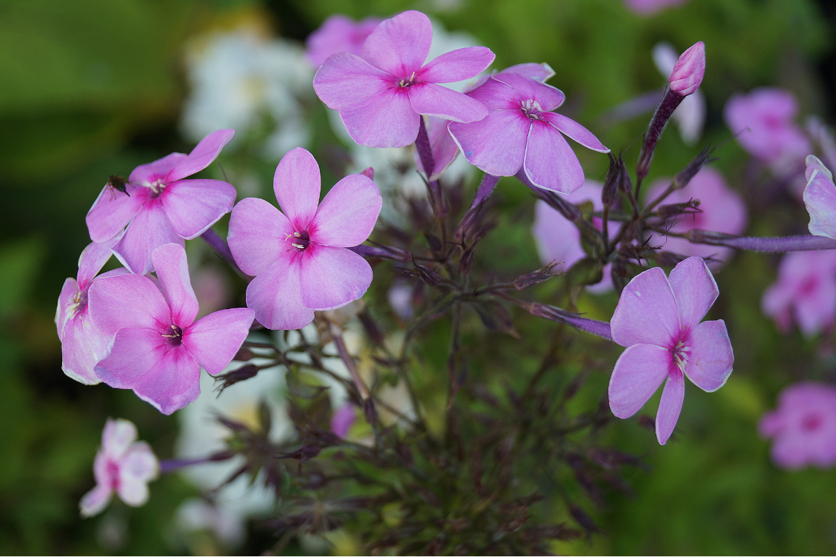 Phlox Paniculata-Hybr. 'Minnehaha' (ehemals amplifolia)