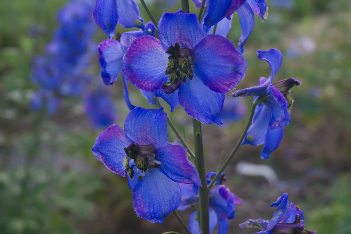 Delphinium Elatum-Hybr. 'Waldenburg'