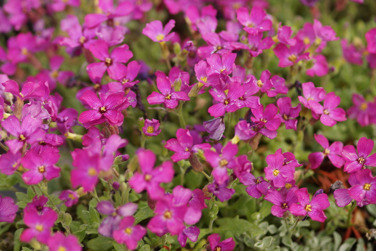 Aubrieta Hybride 'Vesuv' - Blaukissen
