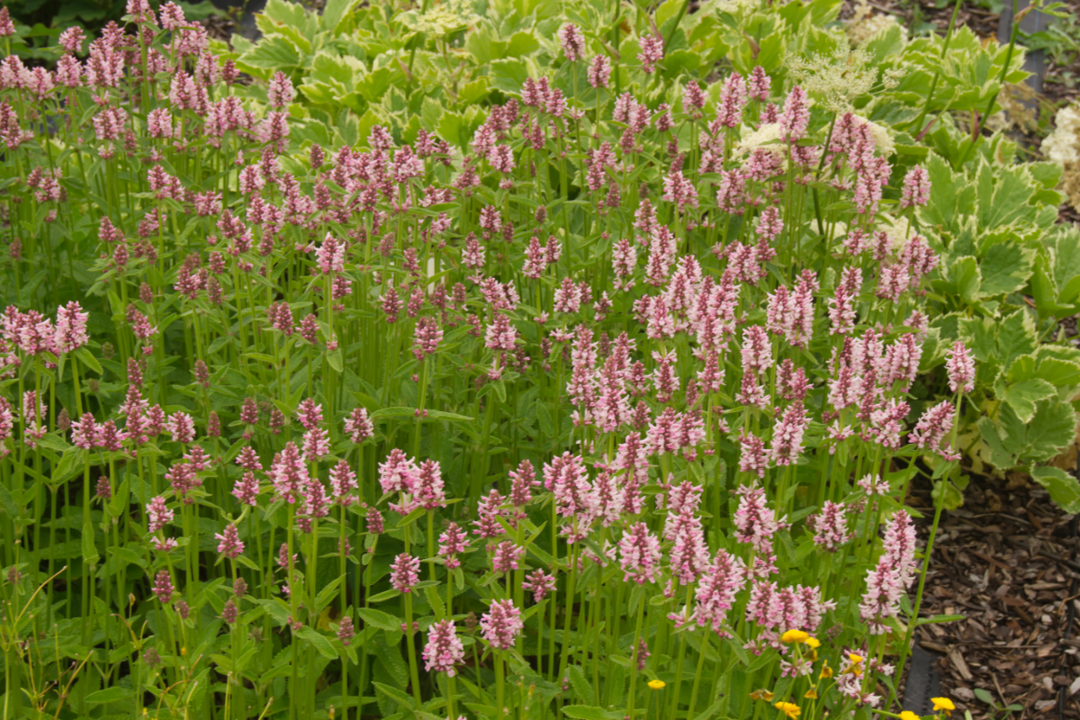 Betonica hirsuta 'Rosea' (Stachys monnieri 'Rosea')