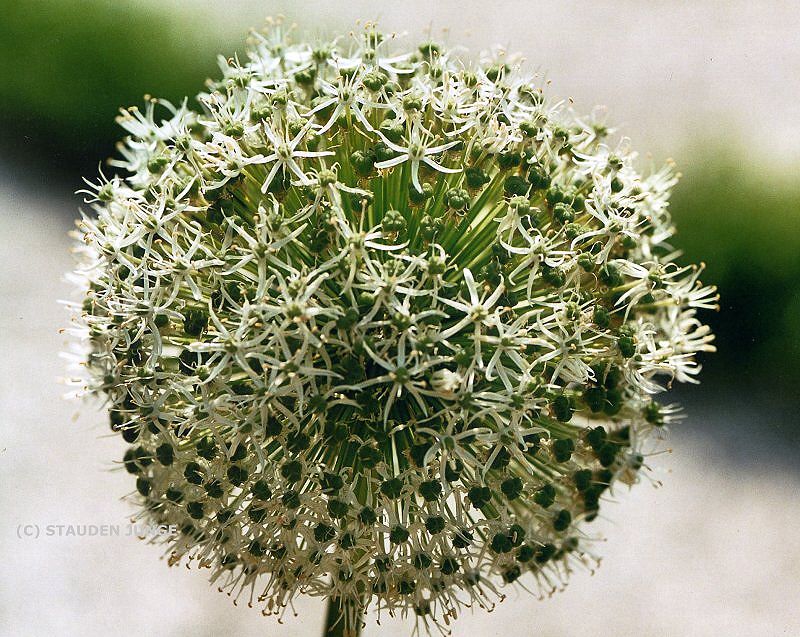 Allium Hybride 'Mount Everest'