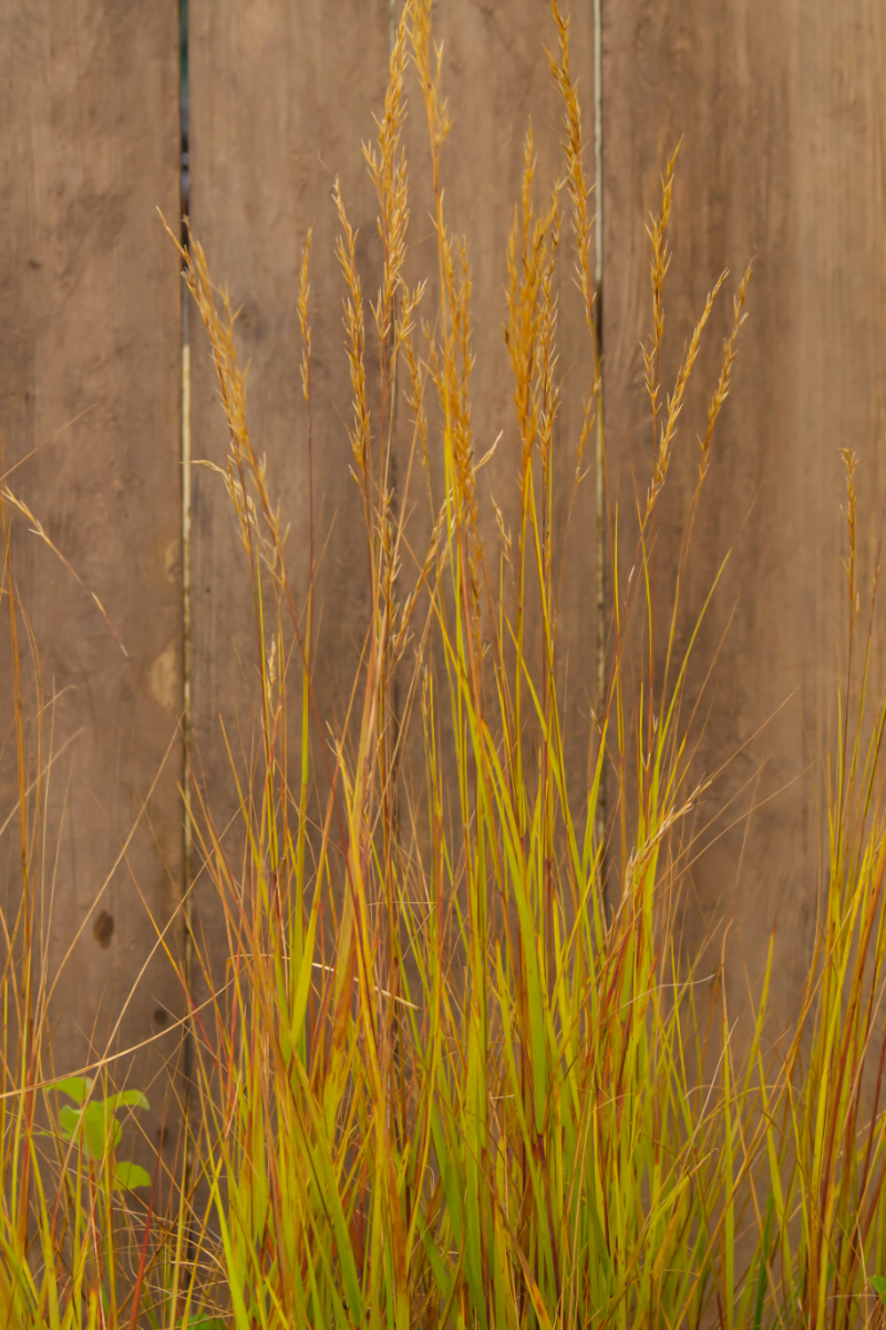 Achnatherum (Stipa) calamagrostis - Silberährengras, Ränkgras