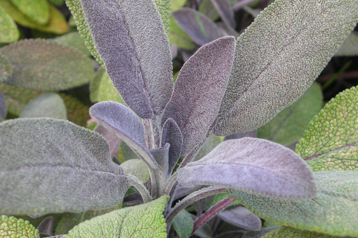 Salvia officinalis 'Purpurascens'