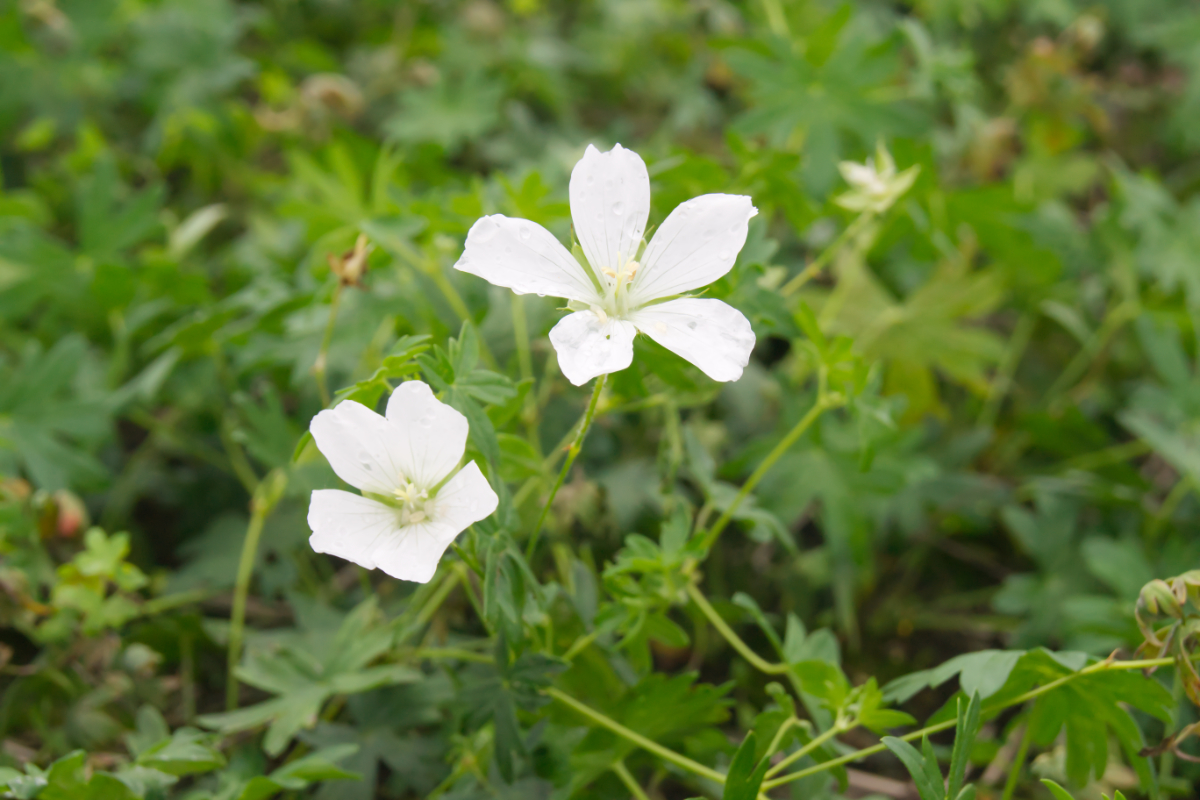 Geranium sanguineum 'Album'