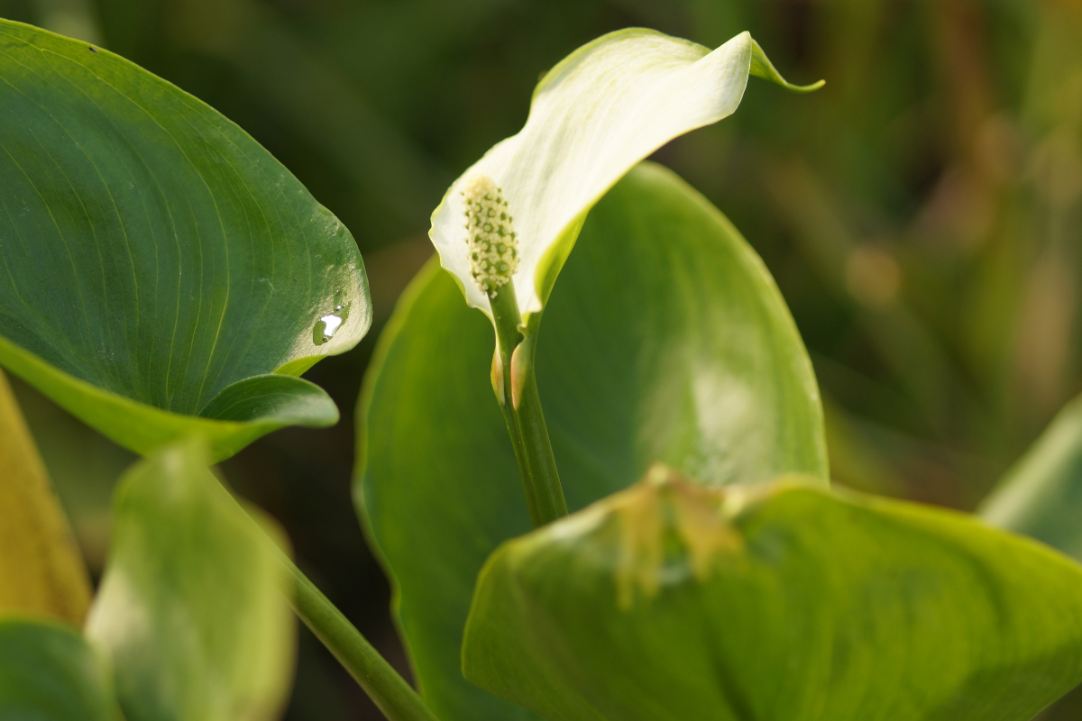 Calla palustris - Schlangenwurz, Sumpf-Calla