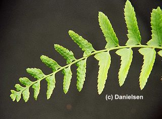 Polystichum acrostichoides gen.