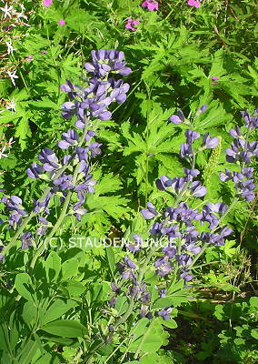 Baptisia australis - Indigio-Lupine, Färberhülse