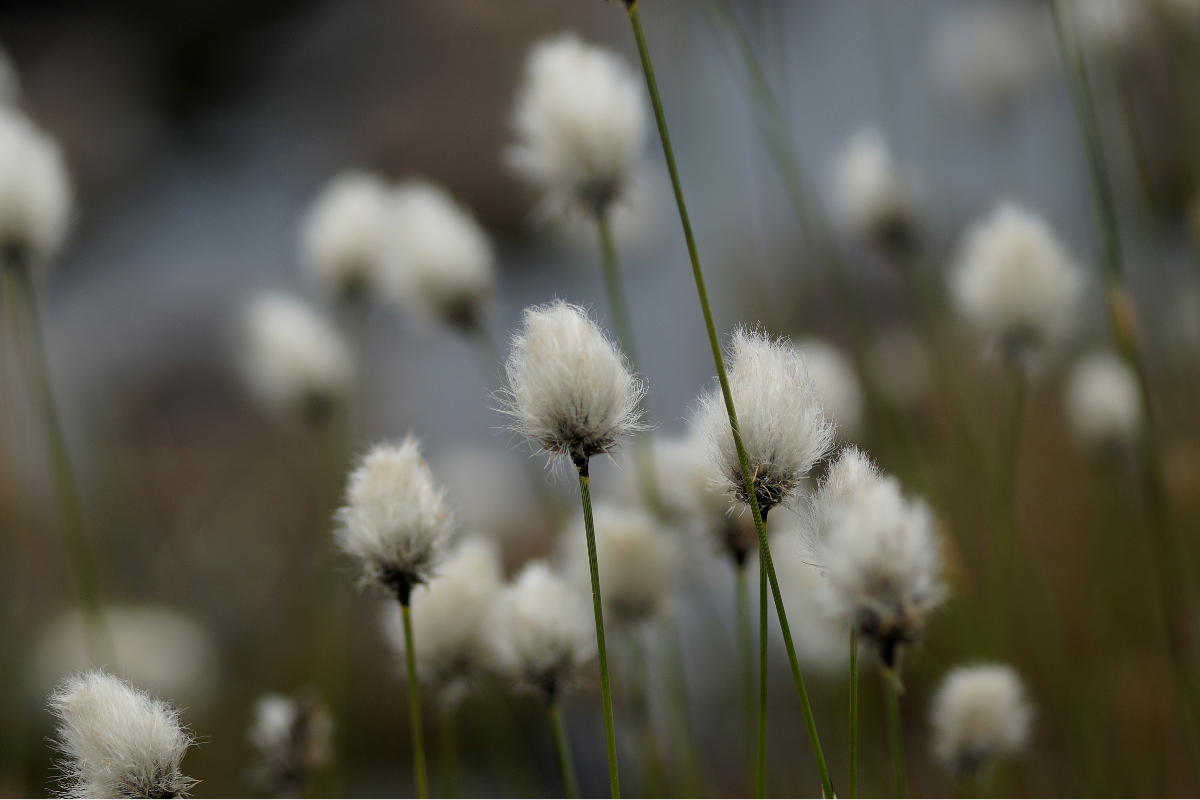 Eriophorum vaginatum - Scheidiges Wollgras