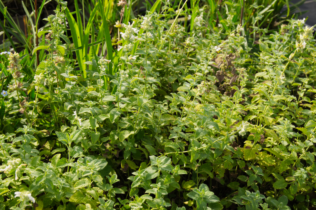 Nepeta x faassenii 'Alba' - Katzenminze
