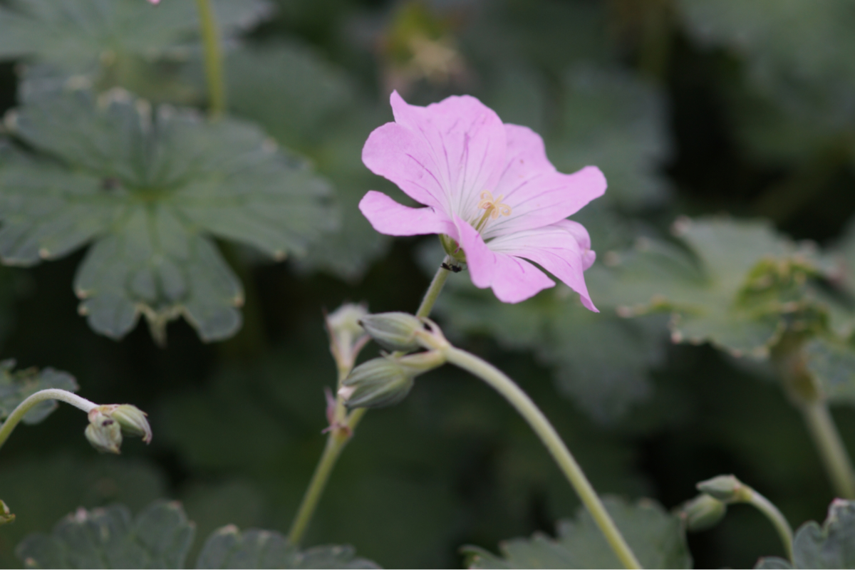 Geranium Hybride 'Dreamland' (R)