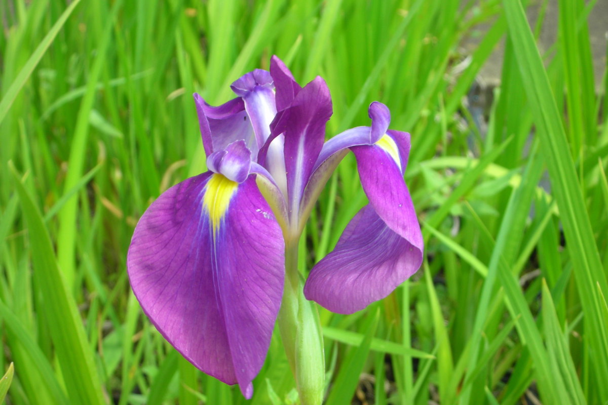 Iris ensata (kaempferi)