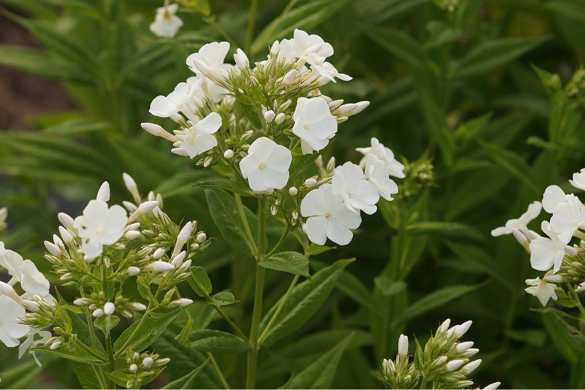 Phlox Paniculata-Hybr. 'Waupee' (ehemals amplifolia) - Hohe Flammenblume