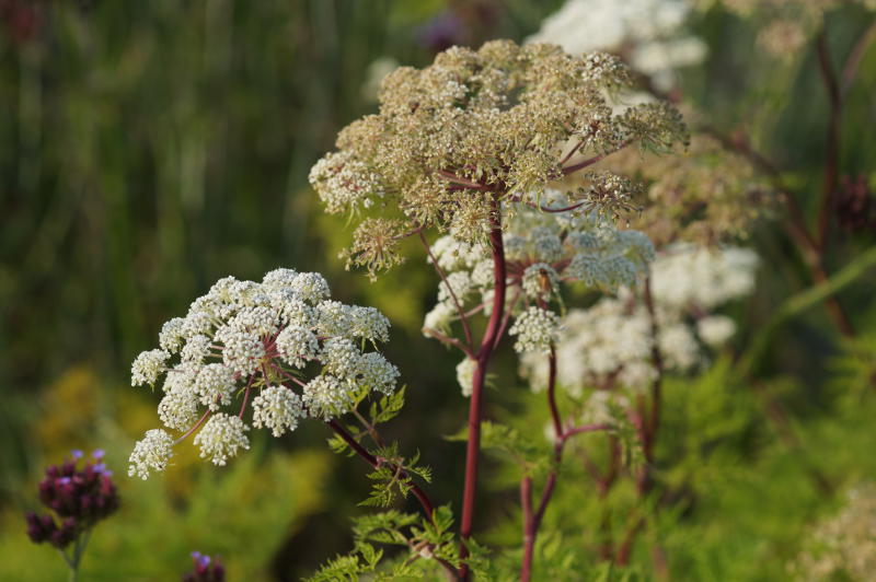 Selinum (Cortia, Ligusticopsis) wallichianum
