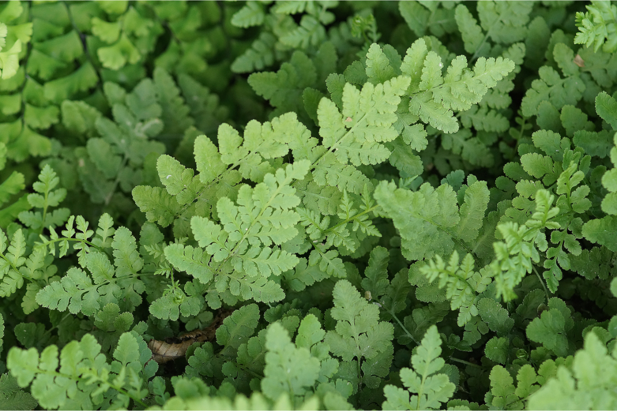 Woodsia obtusa gen. - Großer Wimpernfarn