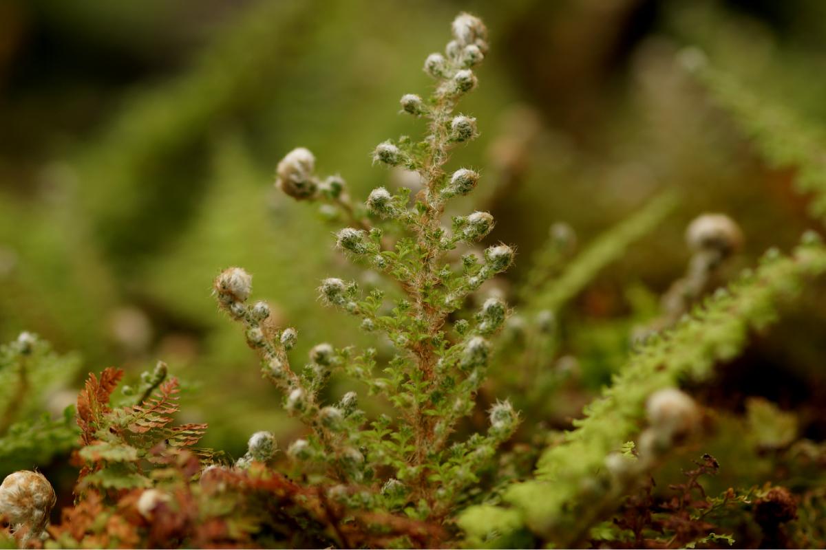 Polystichum setiferum 'Plumosum Densum' gen.