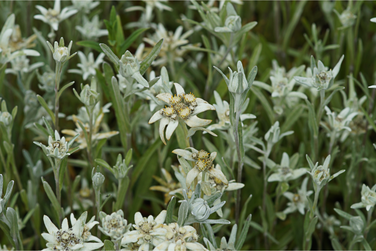Leontopodium alpinum