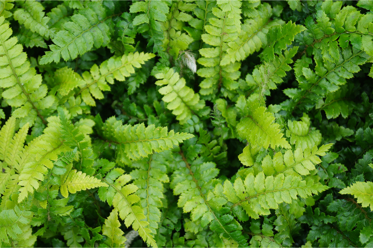 Polystichum polyblepharum gen.