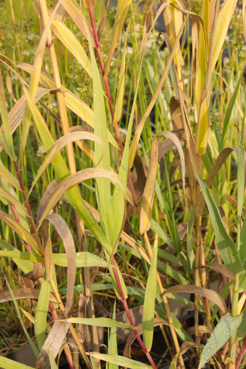 Arundo donax - Pfahlrohr