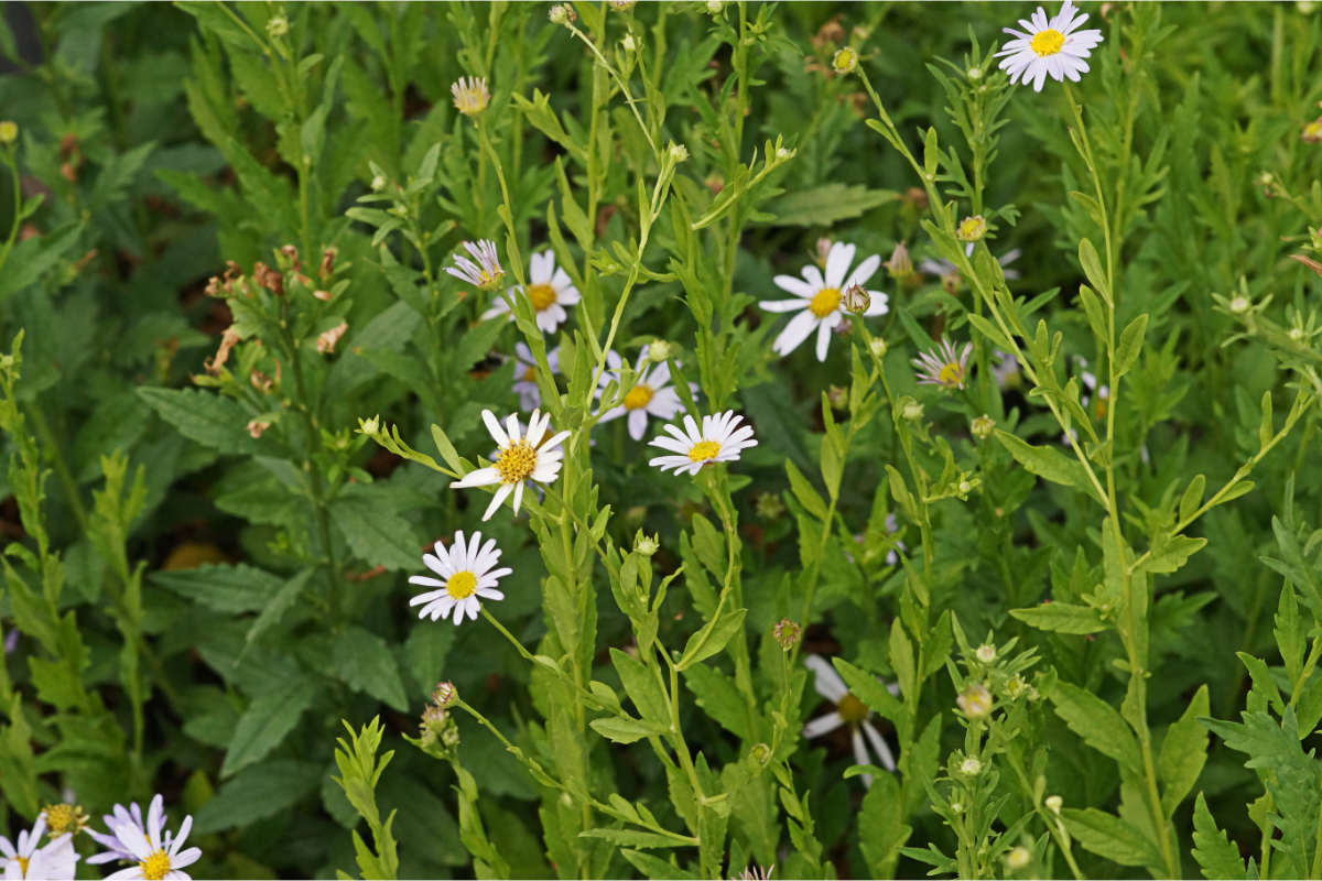 Kalimeris incisa 'Blue Star'