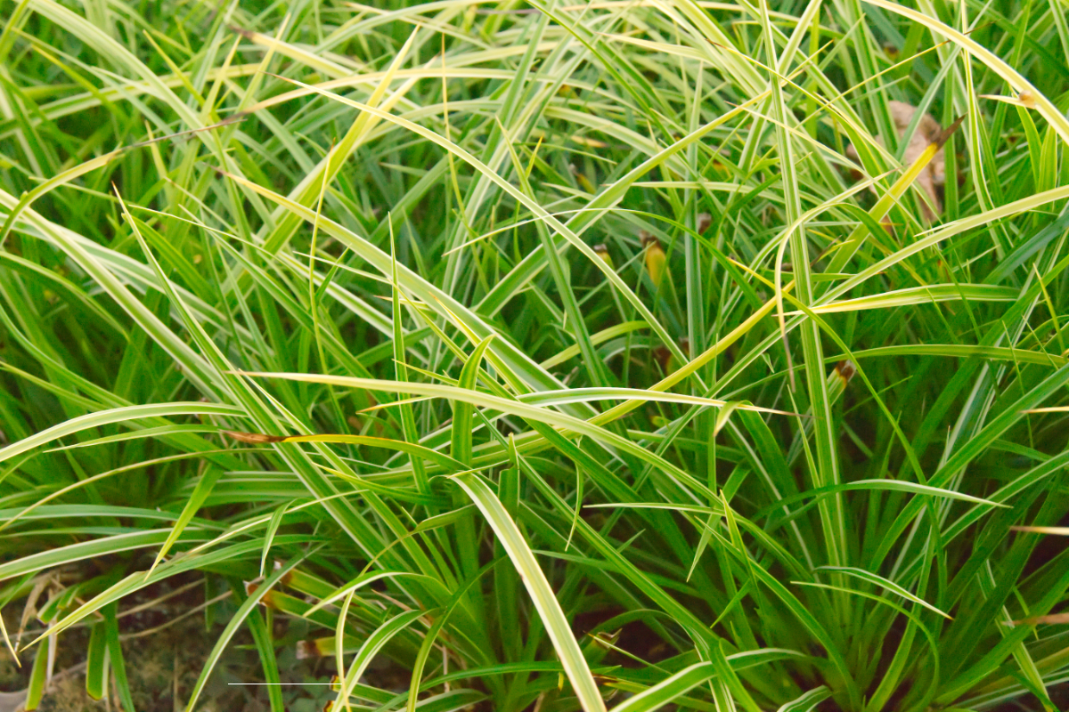 Carex morrowii 'Variegata' - Japansegge
