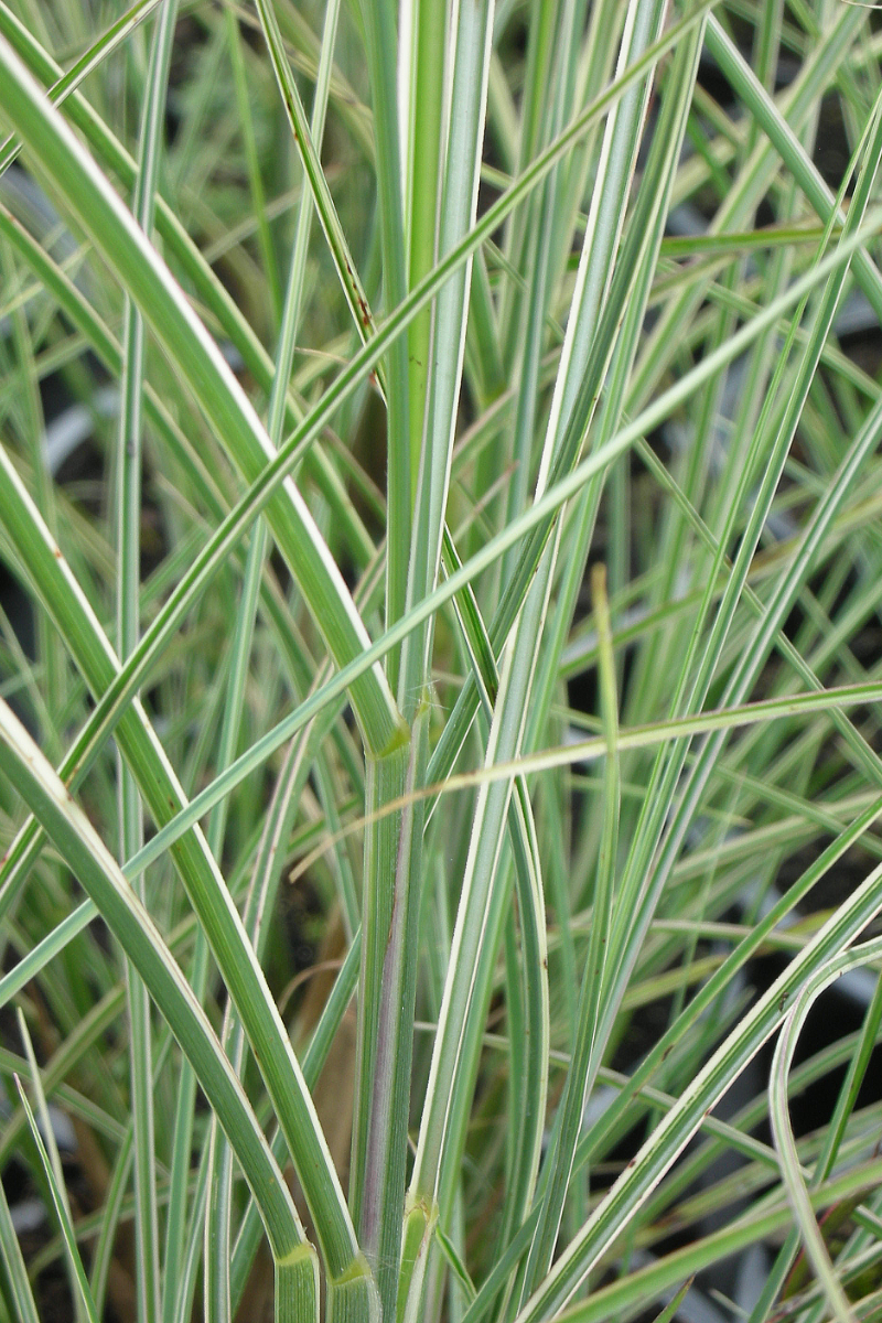 Miscanthus sinensis 'Morning Light'