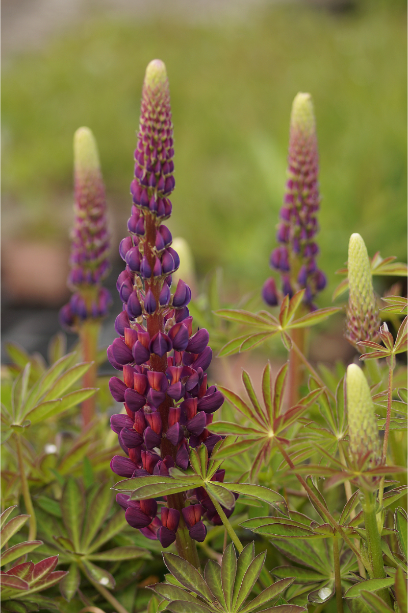 Lupinus Westcounrtry 'Masterpiece' (R) - Garten-Lupine