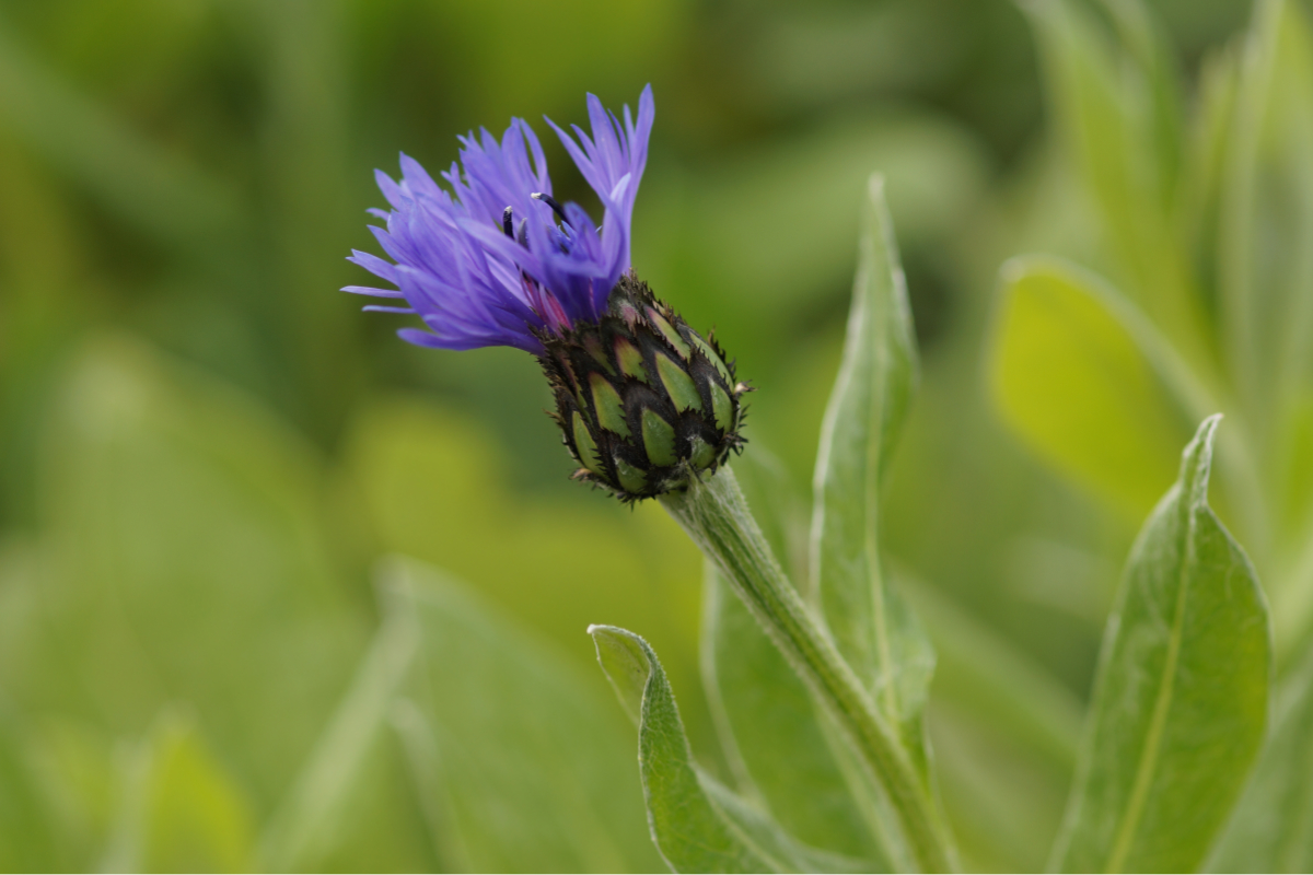 Centaurea montana - Berg-Flockenblume