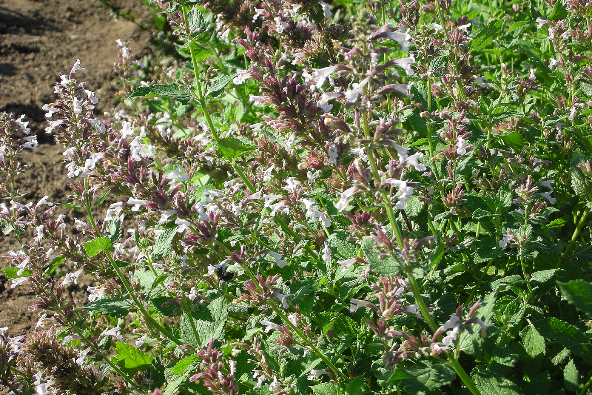 Nepeta grandiflora 'Dawn to Dusk' - Katzenminze, Blauminze