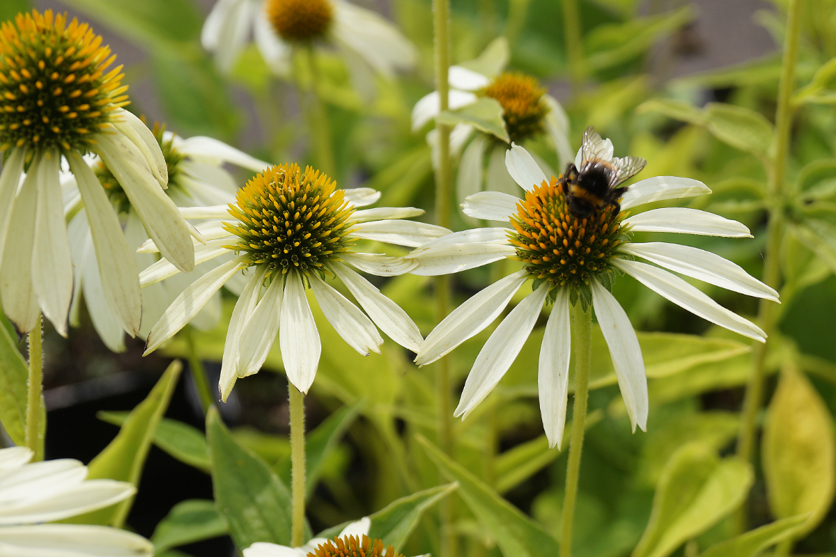 Echinacea purpurea 'Alba'