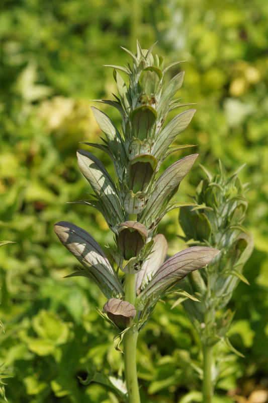 Acanthus spinosus - Dornige Bärenklaue, Akanthus