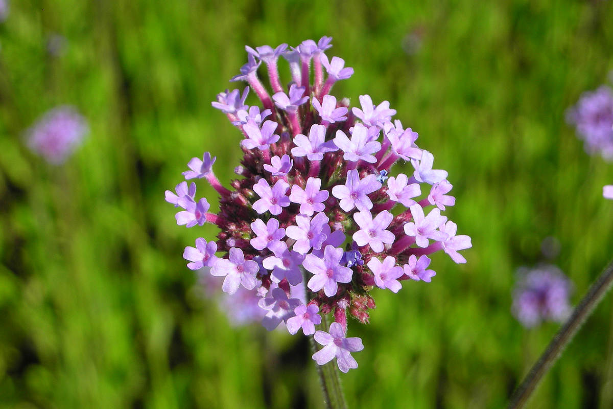 Verbena bonariensis