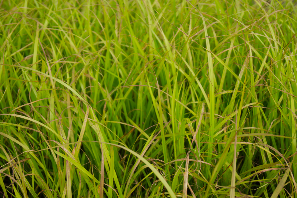 Calamagrostis arundinacea var.brachytricha - Zierliches Reitgras, Diamantgras